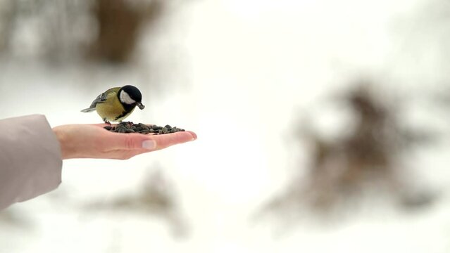 chickadee bird eating on hand