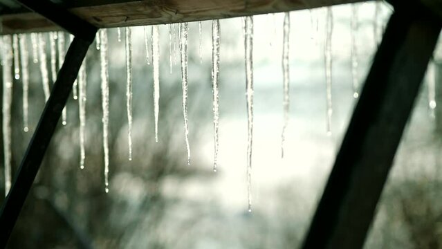 winter icicles melting and drops falling from them