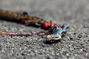 Dead snake on a bike path with flies all over it, Brittany, France