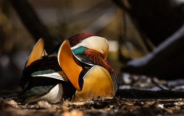 mandarin duck (Aix galericulata)  schläft am Ufer  