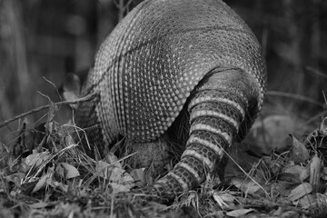 Nine-banded armadillo shell closeup walking away in Texas field, black and white.