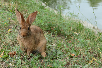 The little rabbit is sitting on the grass. Pets on the lawn. Rabbit in the meadow. Wild hare in the meadow close-up.