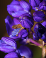 Bright purple flowers and buds