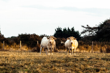 Cows at the top of the cliff in Sotteville sur Mer, Normandy, France