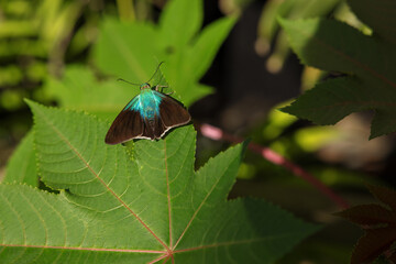 Obraz premium Blue Butterfly on leaf in Costa Rica