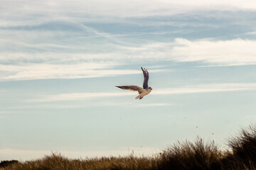 Seagull flying over Plage des Trois Moutons, Lampaul-Ploudalmézeau, Brittany, France