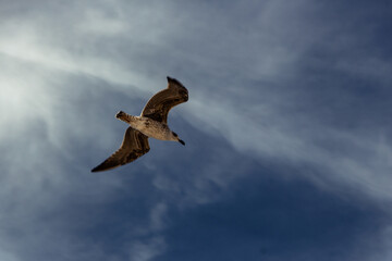 Seagull flying over Plage des Trois Moutons, Lampaul-Ploudalmézeau, Brittany, France