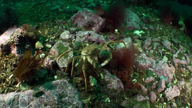 Strigun crab on background of rocky seabed Barents Sea. Hemigrapsus sanguineus lives on stone and ground surfaces, is important to local fishing industry, can be both domesticated and wild bred.