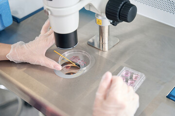 Laboratory assistant examines the biomaterial collected in embryo blocks