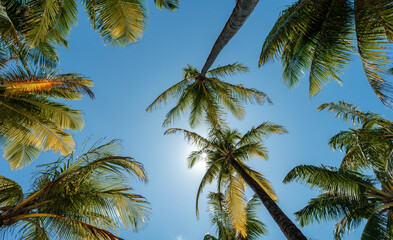photo of green coconut trees with sun and blue sky