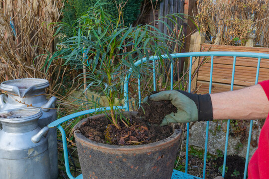 Filling rustic stone plant pot with compost after re-planting of the mahonia shrub
