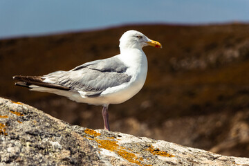 Seagull at the edge of a cliff near Camaret-sur-Mer, Brittany, France