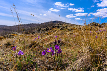 South Ural flower with a unique landscape, vegetation and diversity of nature.