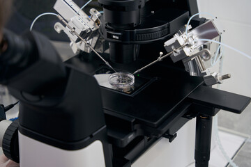 Procedure of egg fertilization under a microscope with a micromanipulator
