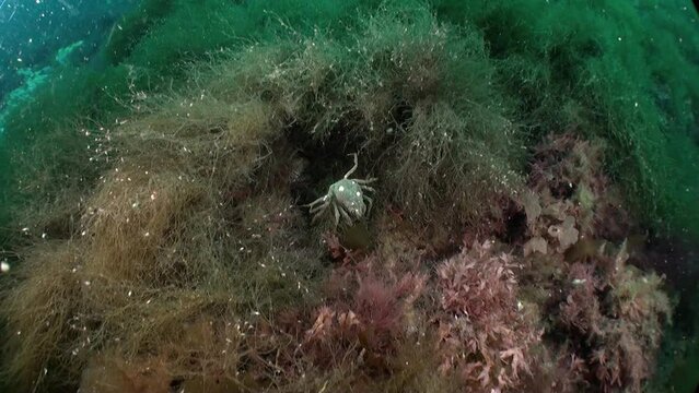 Strigun crab on background of algae in Barents Sea. Hemigrapsus sanguineus lives on stone and ground surfaces, is important to local fishing industry, can be both domesticated and wild bred.