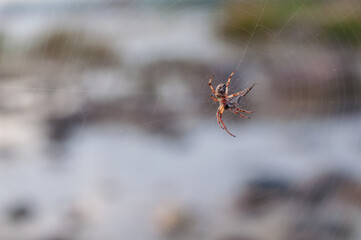 European garden spider (Araneus diadematus) wraps its prey, a mosquito, in silk.