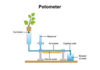 Scientific Designing of Potometer (Transpirometer). Vector Illustration.