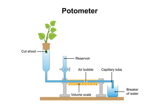 Scientific Designing of Potometer (Transpirometer). Vector Illustration.