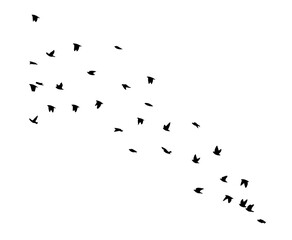 A flock of flying birds. Free birds. Vector illustration