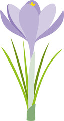 Fototapeta premium Crocus, a beautiful spring flower.