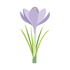 Crocus, spring flower. Vector illustration.