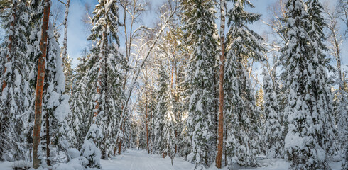 snow covered trees