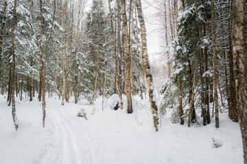winter forest in the snow