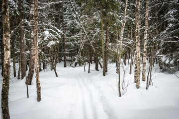 snow covered trees in the forest