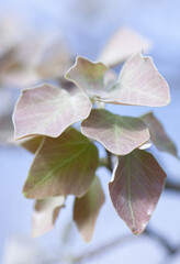 leaves on blue sky.  poplar