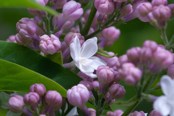 Obraz premium lilac