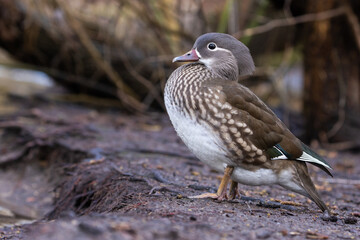 Mandarinente  Weibchen (Aix galericulata) im Naturschutzgebiet , Tegeler Fliess , in Berlin 