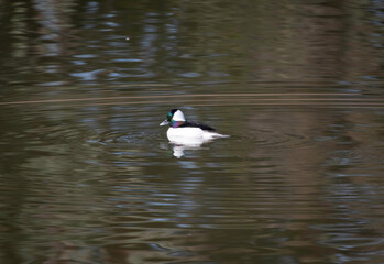 A bufflehead duck in the water swimming
