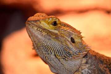 close up of a lizard