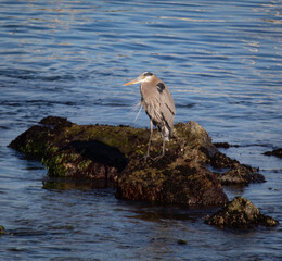 A great blue heron on a rock at the beach