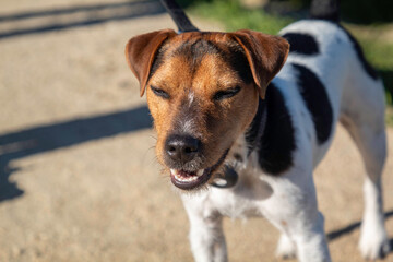 A Jack Russel Dog on a morning walk.