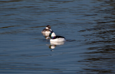 A bufflehead duck in the water swimming