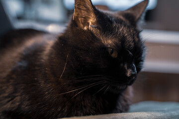 Black cat sitting in textured boss chair. Dark cat or jaguar in leather office armchair. Cat in...