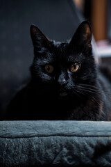 Black cat sitting in textured boss chair. Dark cat or jaguar in leather office armchair. Cat in manager