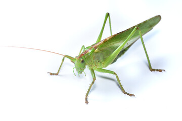 Closeup of the great green bush-cricket Tettigonia viridissima (Insecta: Orthoptera:...