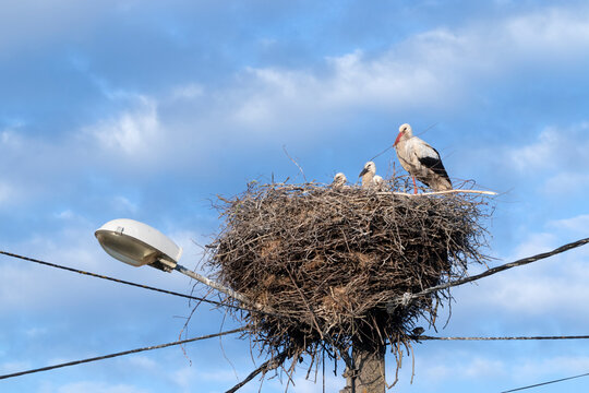 Des cigogneaux sur l'&eacute;clairage public
