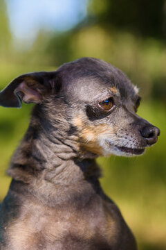 A dog of the dwarf pinscher breed. A funny little old Chihuahua doggy.
