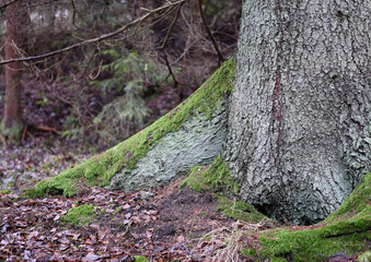 Close-up of an old spruce tree in the wilderness