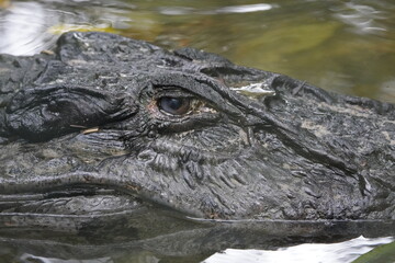 Obraz premium Head of the Black Caiman (Melanosuchus niger) Alligatoridae family. Amazon Rainforest, Brazil.