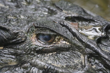 Head of the Black Caiman (Melanosuchus niger) Alligatoridae family. Amazon Rainforest, Brazil.