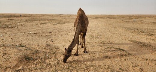 Camel grazing. Some camels grazing in the wild in Al Bandariyah, Al Qassim Province, Saudi Arabia
