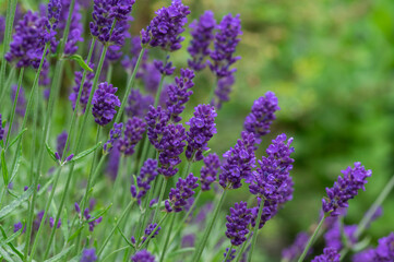 Lavandula angustifolia bunch of flowers in bloom, purple scented flowering plant