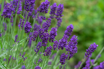 Obraz premium Lavandula angustifolia bunch of flowers in bloom, purple scented flowering plant