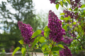 Lavender blossoms in the daylight sun with blue skies and green leaves