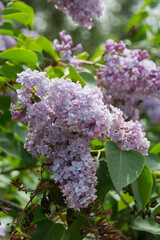 Lavender blossoms in the daylight sun with blue skies and green leaves