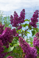 Lavender blossoms in the daylight sun with blue skies and green leaves